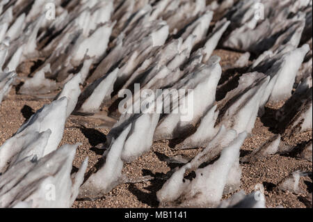 Eisformationen in der Siloli Wüste Boliviens in der Nähe des Uyuni Salzsee, Südamerika. Stockfoto