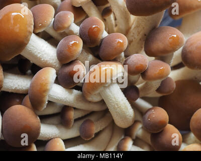 Pappel Pilze (Cyclocybe aegerita) aka samt pioppini Pilz Pilze essen Stockfoto