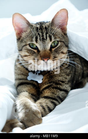 Ein Jahr alten gestreift, Tabby cat in die Kamera starrt, die Katze in der Mitte der weißen Laken auf dem Bett liegt und hat vorne pawa gekreuzt, es hat Stockfoto