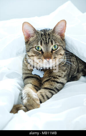 Ein Jahr alten gestreift, Tabby cat in die Kamera starrt, die Katze in der Mitte der weißen Laken auf dem Bett liegt und hat vorne pawa gekreuzt, es hat Stockfoto