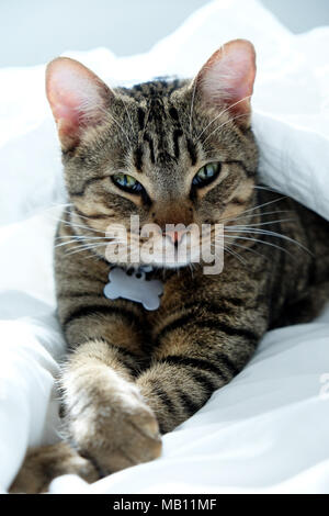 Ein Jahr alten gestreift, Tabby cat in die Kamera starrt, die Katze in der Mitte der weißen Laken auf dem Bett liegt und hat vorne pawa gekreuzt, es hat Stockfoto