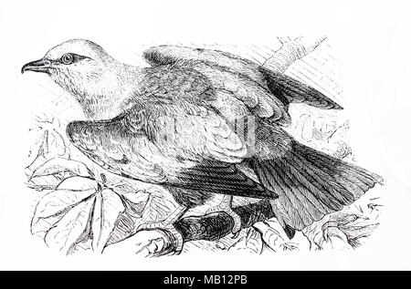 Mandelkrähe, Blauracke, Coracias garrulus, europäische Rolle, digital verbesserte Reproduktion einer Vorlage drucken aus dem Jahr 1895 Stockfoto