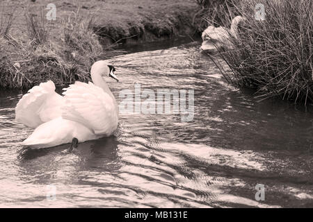 Höckerschwäne auf einem Nebenfluss des Flusses Lin, Leicestershire, Großbritannien Stockfoto