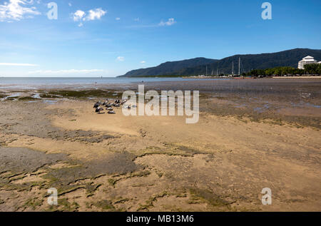 Blick auf Trinity Bay, Blick auf den Yachthafen von Cairns, Queensland, Australien Stockfoto