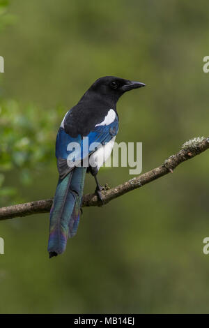 Magpie (Pica Pica), ein Mitglied der Krähe Familie, Großbritannien Stockfoto