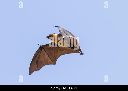 Seychellen Obst bat, andernfalls bekannt als Seychellen Flying Fox (Pteropus seychellensis), im Flug, Silhouette Island, Seychellen Stockfoto