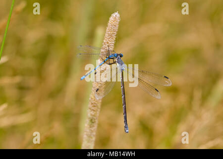 06033-00109 Sweetflag forcipatus Spreadwing (Lestes) damselfly Männchen essen eine vertraute Bluet (Enallagma civile) damselfly in der Nähe von Feuchtgebieten, Marion Co.IL Stockfoto