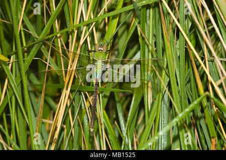 06361-00708 gemeinsamen Green Darner (Anax junius) Dragonfly Frau Marion Co.IL Stockfoto