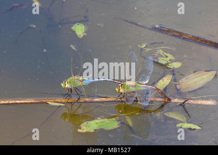 06361-00712 gemeinsamen Green Darner Libellen (Anax junius) männlichen & weiblichen im Tandem, Weibchen Eier in Feuchtgebieten, Marion Co.IL Stockfoto