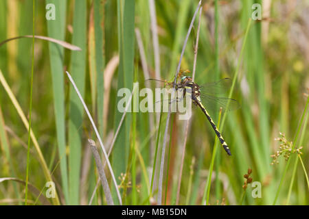 06496-00208 Pfeilspitze Spiketail Dragonfly (Cordulegaster obliqua) Weibliche im Fen, Reynolds Co., MO Stockfoto