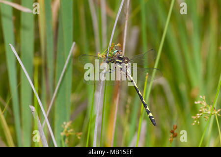 06496-00211 Pfeilspitze Spiketail Dragonfly (Cordulegaster obliqua) Weibliche im Fen, Reynolds Co., MO Stockfoto