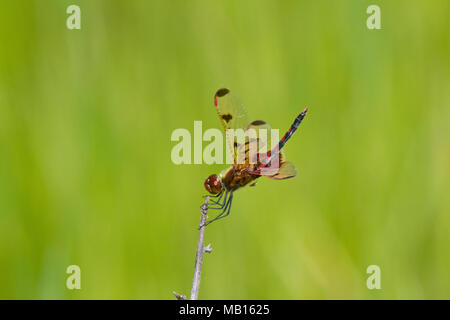 06578-00319 Calico Wimpel (Celithemis elisa) männlich in der Nähe von Feuchtgebieten Marion co.il gehockt Stockfoto