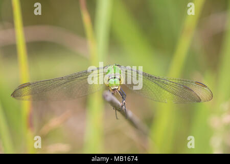 06593-00917 östlichen Pondhawk Dragonfly (Erythemis simplicicollis) weiblichen Feuchtgebiete, Marion Co., IL Stockfoto