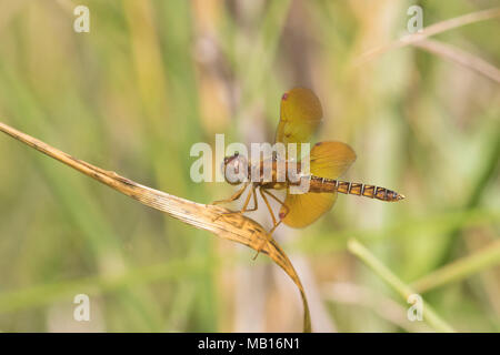 06648-00401 östlichen Amberwing Dragonfly (Perithemis tenera) männlich an Feuchtgebiete, Marion Co., IL Stockfoto
