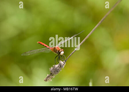 06660-00109 White-faced Meadowhawk Dragonfly (Aeshna obtrusum) männlich, Jo Daviess Co., IL Stockfoto