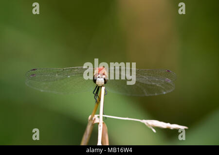 06660-00112 White-faced Meadowhawk Dragonfly (Aeshna obtrusum) männlich, Jo Daviess Co., IL Stockfoto