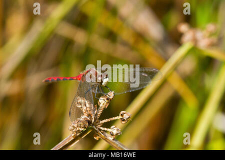 06660-00204 White-faced Meadowhawk Dragonfly (Aeshna obtrusum) männlich in der Nähe von Feuchtgebieten thront, Marion Co., IL Stockfoto