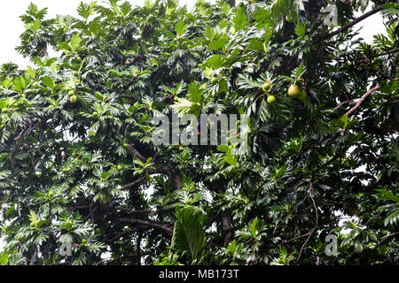 Obst bat hängen in der Mitte des tropischen Baum nach dem tropischen Regen auf den Seychellen Insel Stockfoto