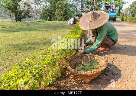 Alpinen Garten Pflanzen in voller Blüte Alpine rosa Dianthus - Frau