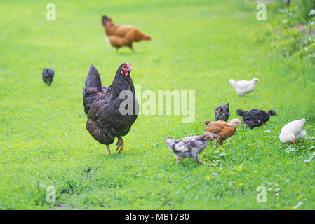 Ingwer und schwarze Hühner Spaziergänge mit jungen Hühner auf grünem Gras im Freien Stockfoto