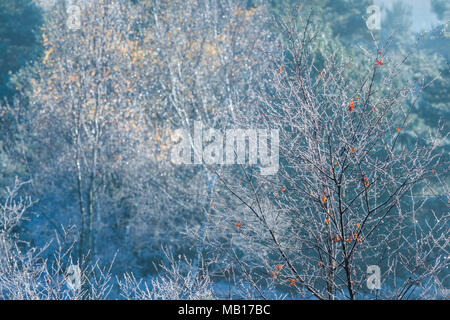 Baum Bäume mit wenigen verbliebenen Blätter im Rauhreif an einem kalten Wintermorgen abgedeckt wie die frühen Sonnenschein das Eis schmilzt. Stockfoto