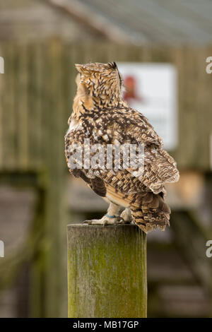 Europäische Uhu auf hölzernen Stange in Conservation Area, Cambridgeshire, England, Vereinigtes Königreich, Europa Stockfoto