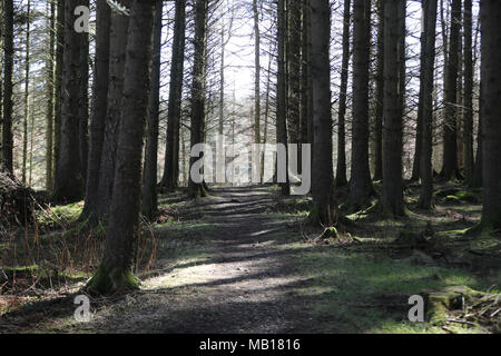 Embargo auf 0001 Freitag, 6. April Ballypatrick Wald in Co Antrim, wo der Körper der 18-jährigen Inga Maria Hauser wurde am 20. April 1988 gefunden. Stockfoto