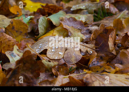Herbst eiche Blatt mit Wassertropfen auf es Stockfoto