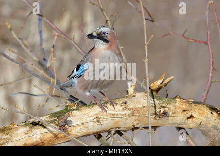 Eurasischen Eichelhäher (Garrulus glandarius) sitzt auf einem gefallenen Baum, drehen den Kopf. Stockfoto