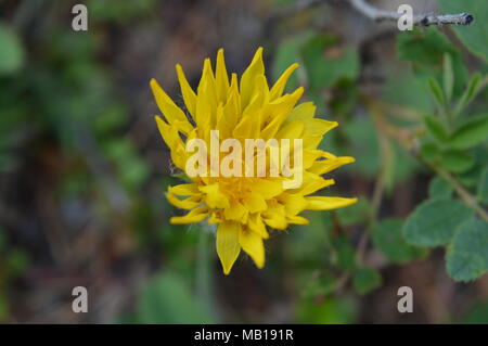 Gelbe Blume Öffnung. Stockfoto