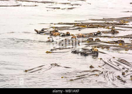 Eine Reihe von Sea Otters in der nähe von Tofino auf Vancouver Island Stockfoto