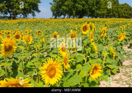 Feld mit Sonnenblumen im Emporda, Catalunya, Costa Brava, Spanien Stockfoto