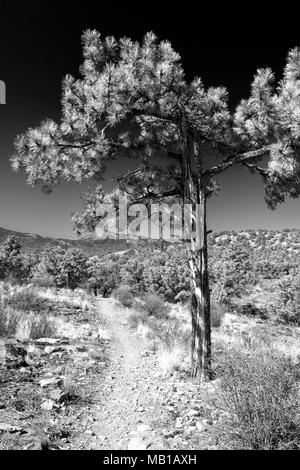 Infrarot; Schwarz und Weiß; Pinus ponderosa, Ponderosa Pine, bull Kiefer, blackjack Kiefer, Western Yellow Pine, mit felsigen Berge, ein wenig Rainbow Stockfoto