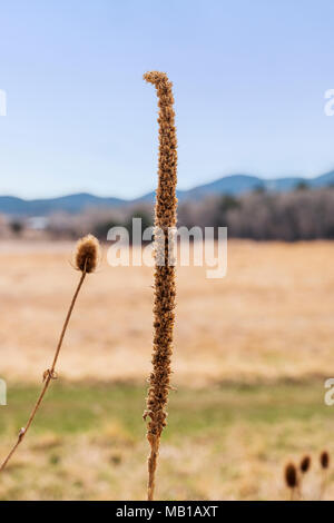 Gemeinsame Königskerze; samt Anlage; Molène thapsus; Scrophulariaceae; Figwort wildflower; wachsende auf Ranch; Colorado; USA Stockfoto