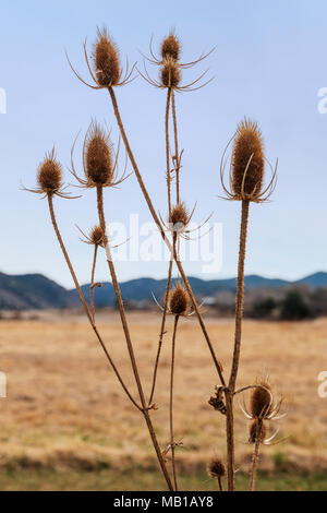 Rohrkolben entlang des südlichen Arkansas River; Vandaveer Ranch; Salida; Colorado; USA Stockfoto