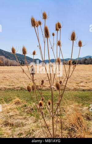 Rohrkolben entlang des südlichen Arkansas River; Vandaveer Ranch; Salida; Colorado; USA Stockfoto