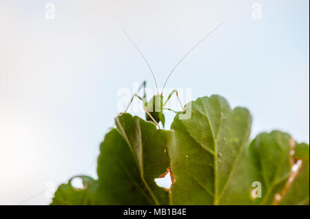 Eine grüne Heuschrecke peers über der Oberseite eines grünen Geranium Blätter im Garten Stockfoto