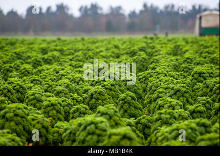 Das große Feld der Grünkohl mit Ernte Picker in der Ferne Stockfoto