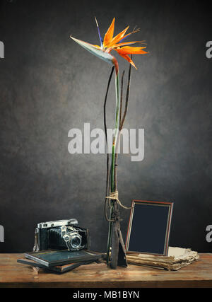 Exotische Blüte der Strelitzia reginae (Bird of paradise), vintage Pitchfork, alte Kamera, Bilderrahmen und alten Buch gegen den dunklen Hintergrund Stockfoto