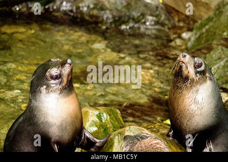 Zwei Felle Jungrobben in einem Wald Pool in Kaikoura als Ohau Stream Jungrobben bekannt zu spielen. Stockfoto
