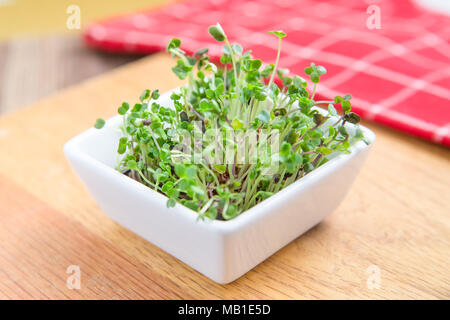 Schale mit frischen Sprossen microgreen auf einer hölzernen Küchentisch mit einem roten Serviette im Hintergrund Stockfoto