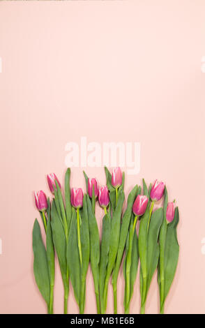 Reihe von hell rosa Frühling Tulpen auf einem blassen Pastelltönen rosa Hintergrund Stockfoto