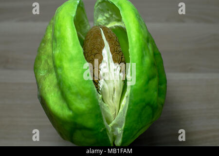 Nahaufnahme von frischen, gesunden und riesigen indischen Milkweed Samen gehalten auf einer hölzernen Tisch Stockfoto