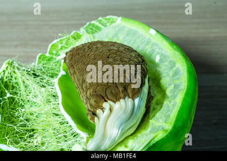 Nahaufnahme von frischen, gesunden und riesigen indischen Milkweed Samen gehalten auf einer hölzernen Tisch Stockfoto