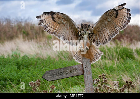 Uhu (Bubo bubo) Landung mit offenen Flügeln auf Wegweiser in der Wiese bei Dämmerung, England, Großbritannien Stockfoto