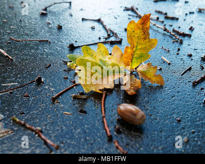 Blätter im Herbst von einer Eiche liegen auf der Straße nach dem Regen im Oktober Stockfoto