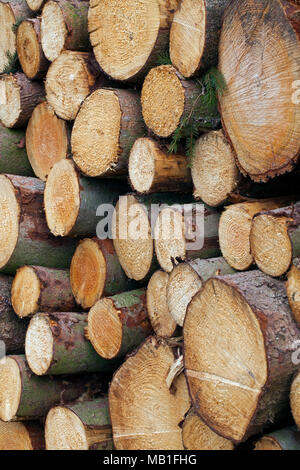Stapel schneiden die Fichte (Picea abies) Stämme, Brennholz Holz als Brennstoff verwendet Stockfoto