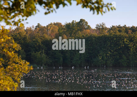 Herde von gemeinsamen Tafelenten (Aythya ferina) ruht im See im Herbst/Herbst Stockfoto