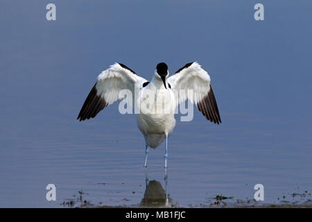 Pied Säbelschnäbler (Recurvirostra Avosetta) im flachen Wasser Schlagflügel Stockfoto