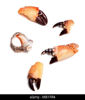 Warme Pinzetten aus Krabben und leer gebrochen rapana Shell auf weißem Hintergrund Stockfoto